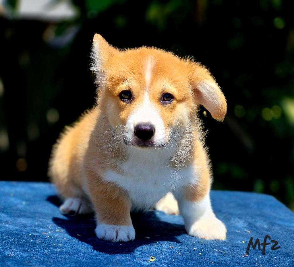 des Famonadyns - Chiots disponibles - Welsh Corgi Pembroke