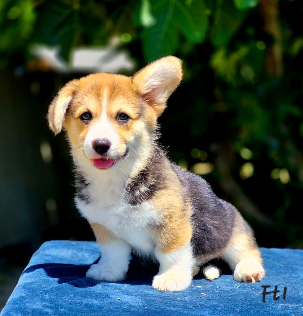 des Famonadyns - Chiots disponibles - Welsh Corgi Pembroke