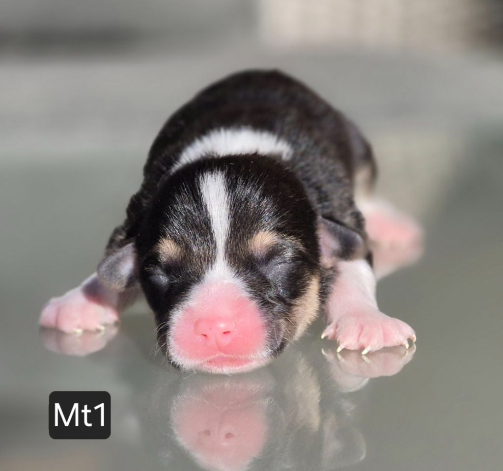 des Famonadyns - Chiots disponibles - Welsh Corgi Pembroke