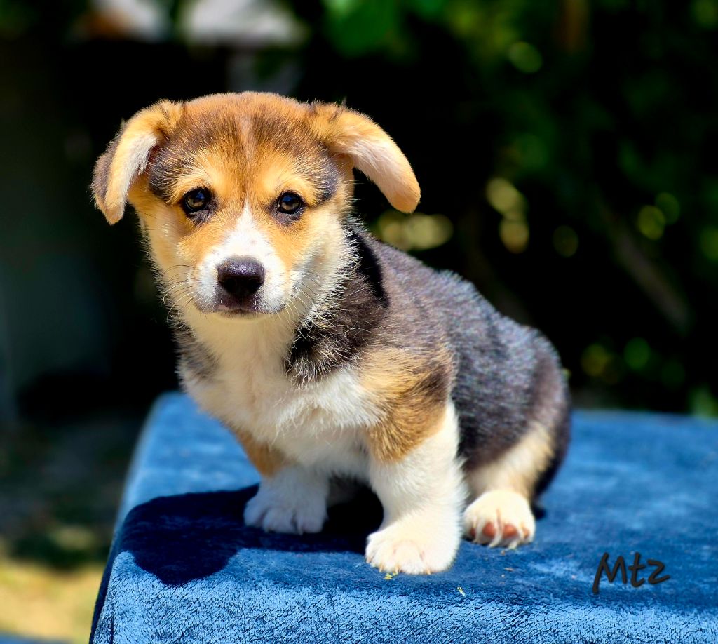 des Famonadyns - Chiots disponibles - Welsh Corgi Pembroke