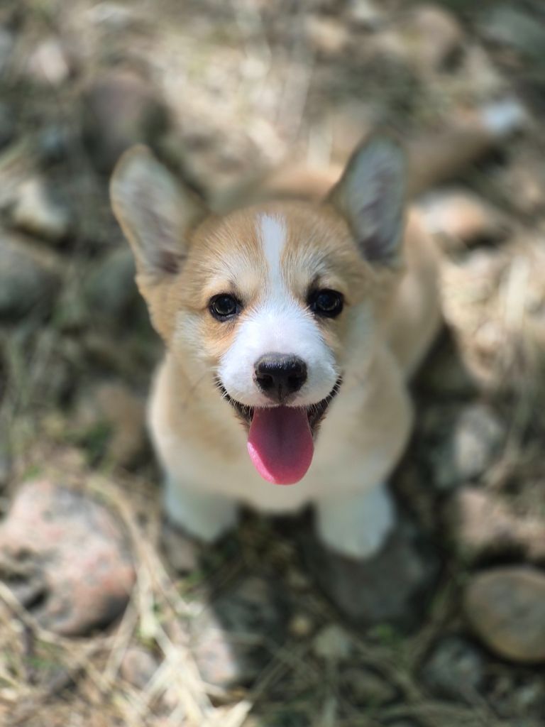 Chiot Welsh Corgi Pembroke des Famonadyns