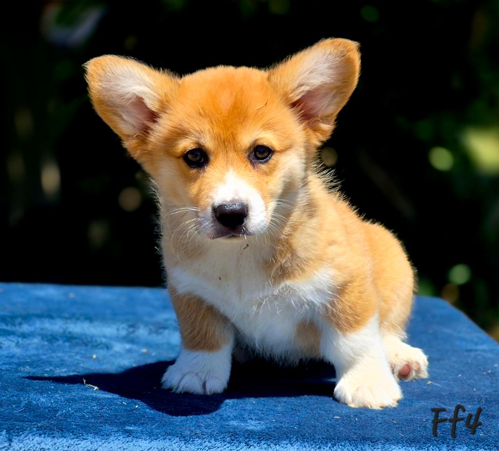 des Famonadyns - Chiots disponibles - Welsh Corgi Pembroke