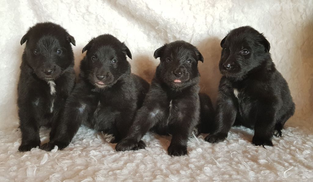 Chiot Berger Belge des Famonadyns