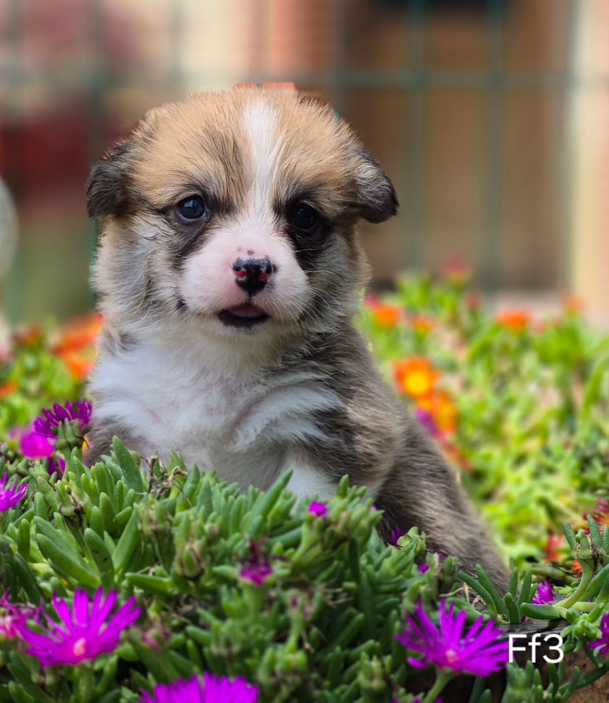 des Famonadyns - Chiots disponibles - Welsh Corgi Pembroke
