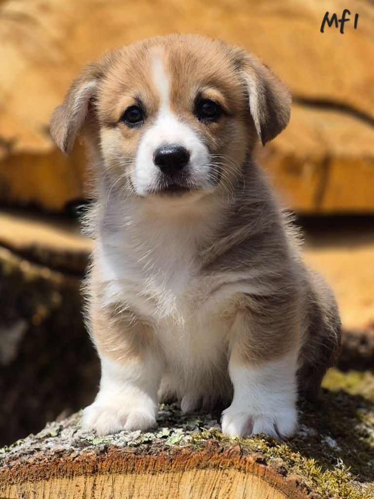 des Famonadyns - Chiots disponibles - Welsh Corgi Pembroke