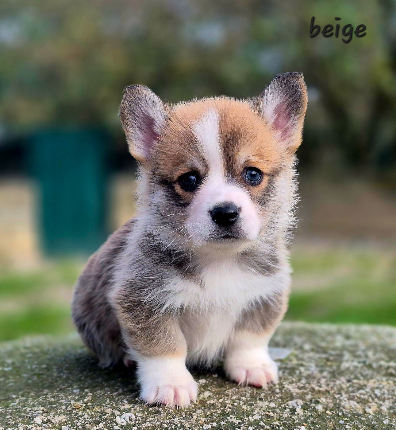 des Famonadyns - Chiots disponibles - Welsh Corgi Pembroke