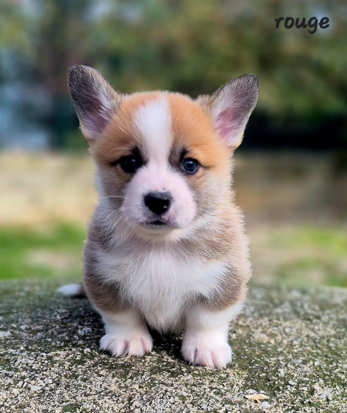 des Famonadyns - Chiots disponibles - Welsh Corgi Pembroke