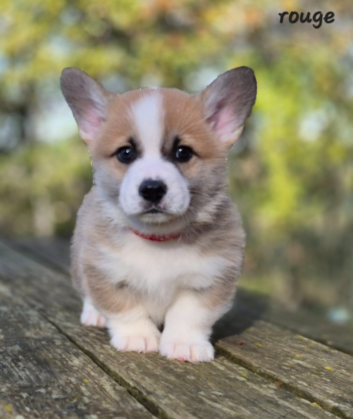 des Famonadyns - Chiots disponibles - Welsh Corgi Pembroke