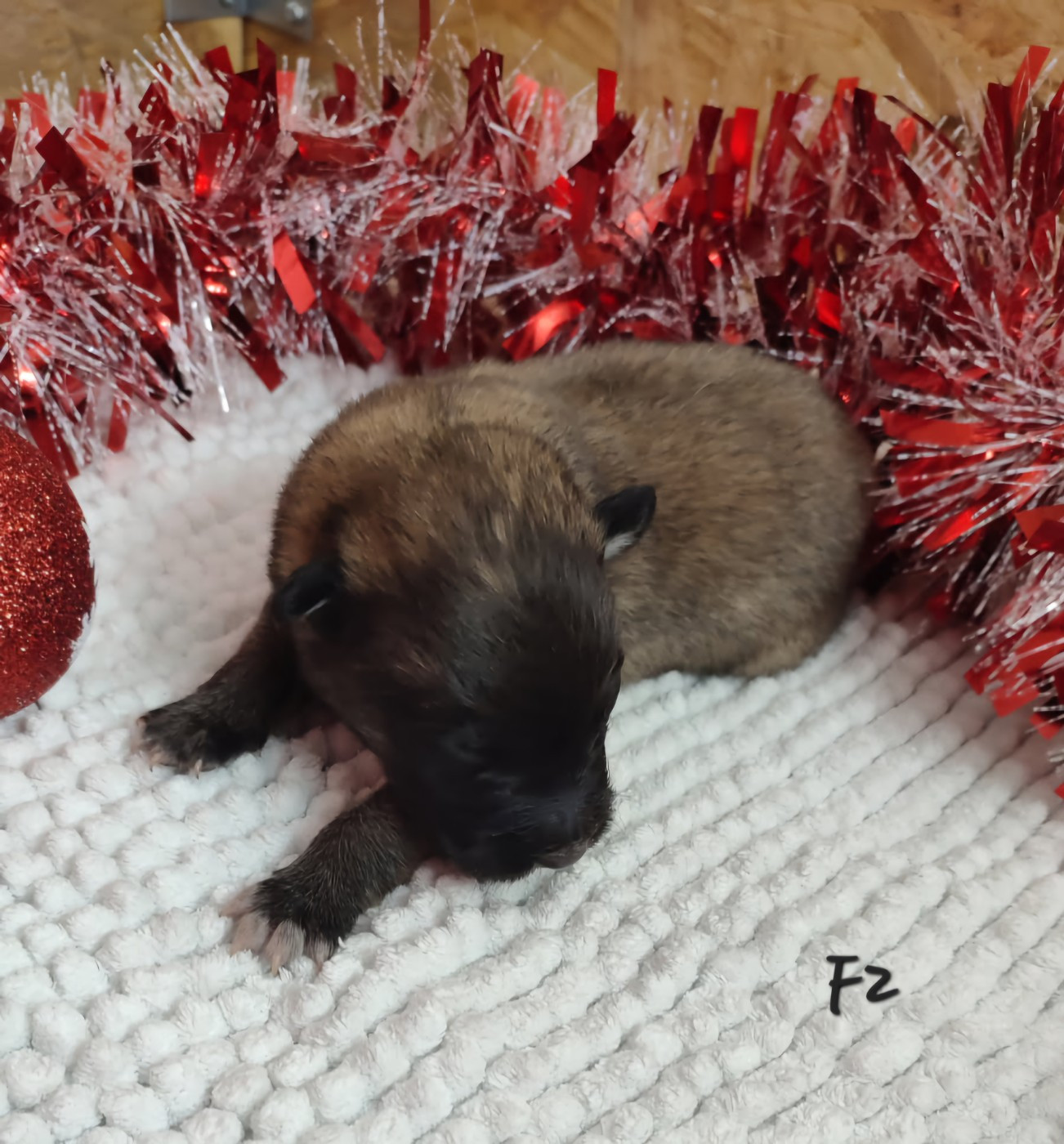 des Famonadyns - Chiots disponibles - Berger Belge