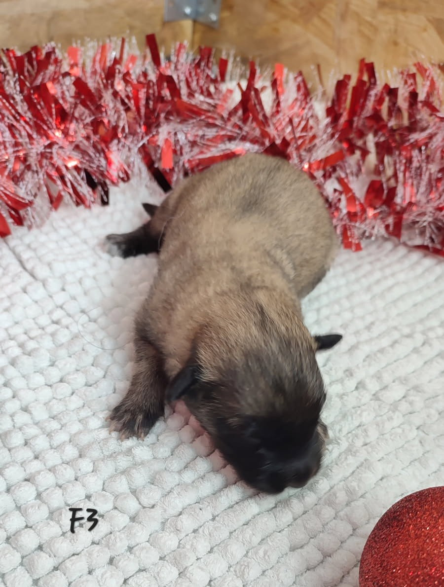 des Famonadyns - Chiots disponibles - Berger Belge