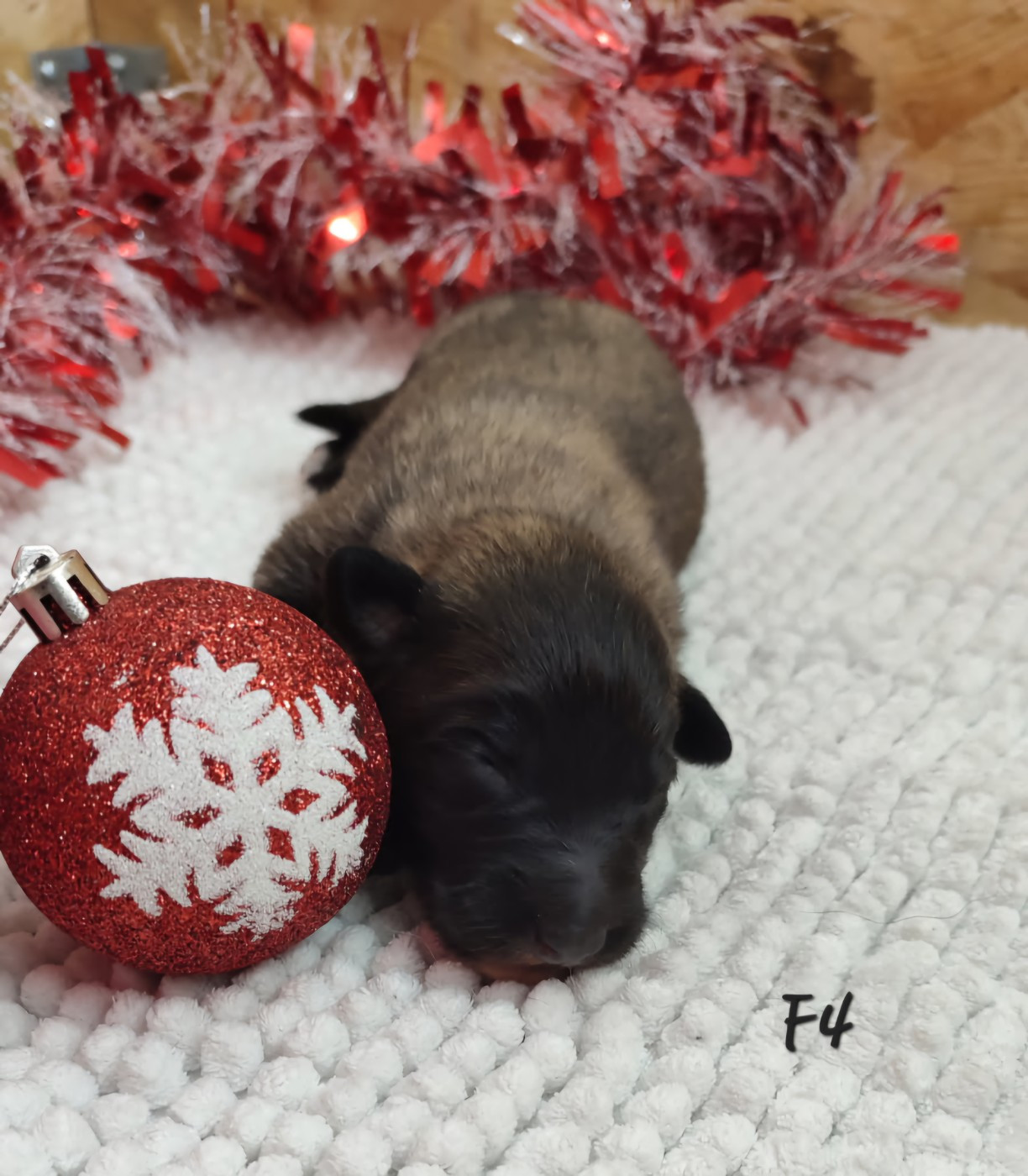 des Famonadyns - Chiots disponibles - Berger Belge