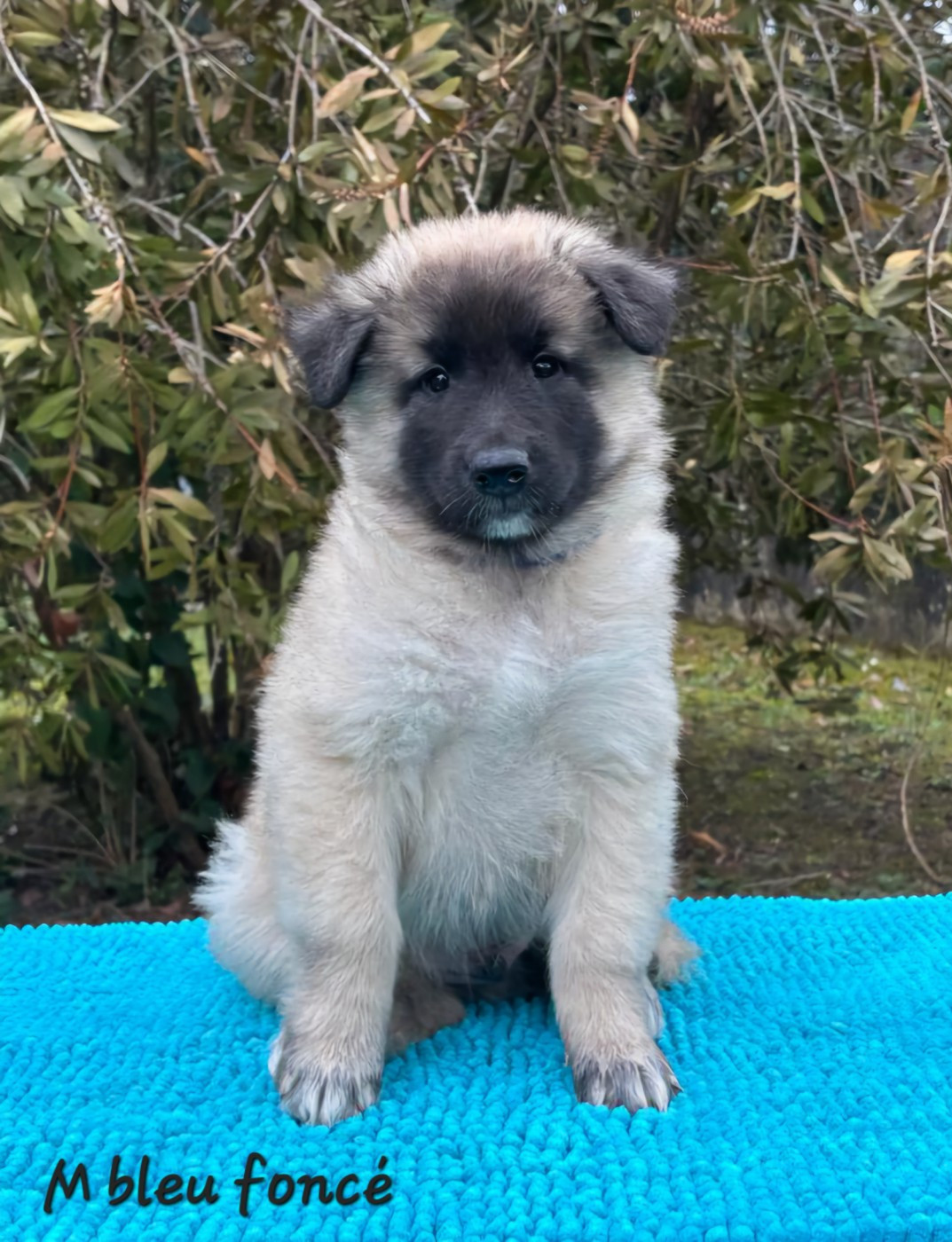 des Famonadyns - Chiots disponibles - Berger Belge