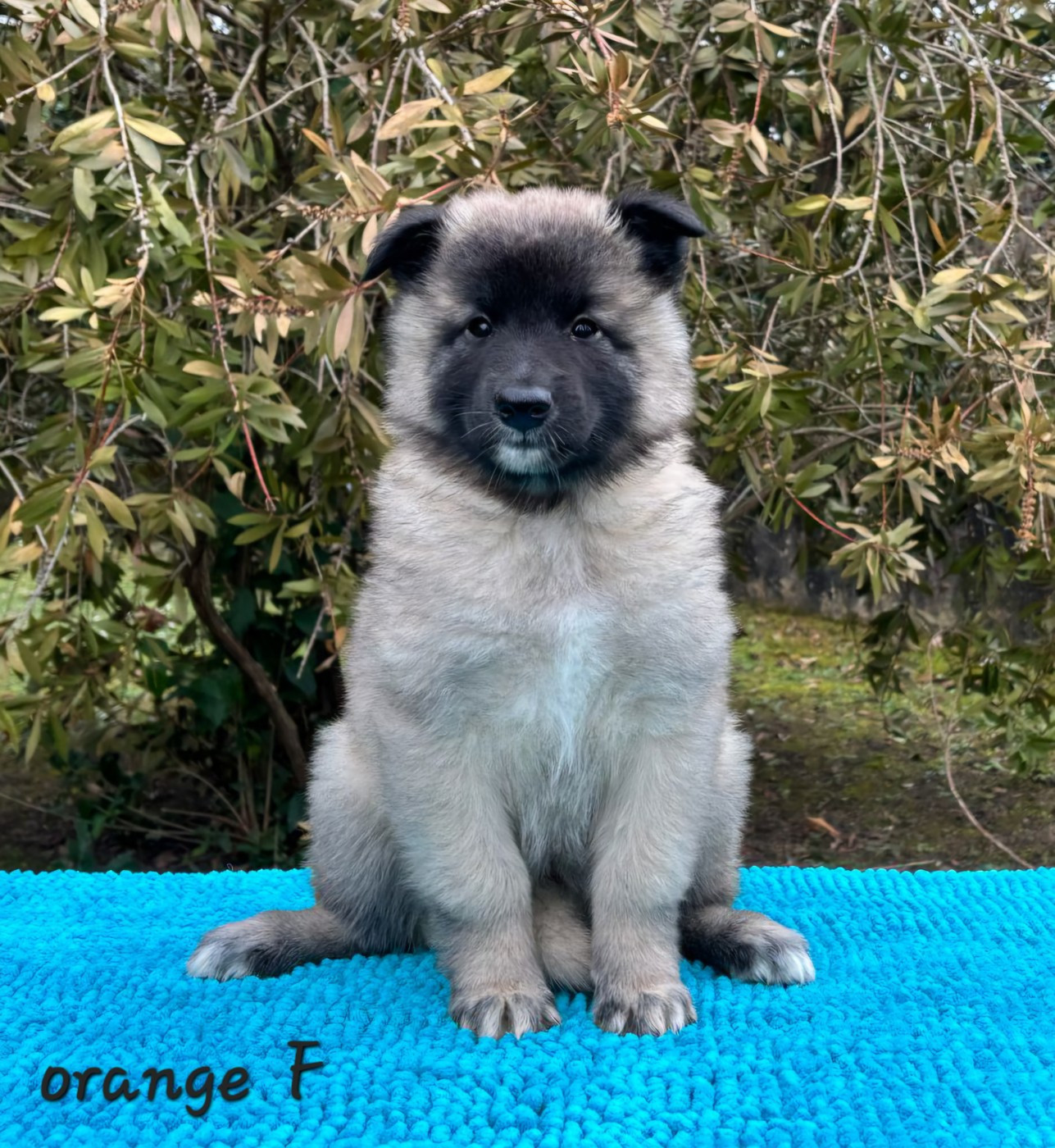 des Famonadyns - Chiots disponibles - Berger Belge