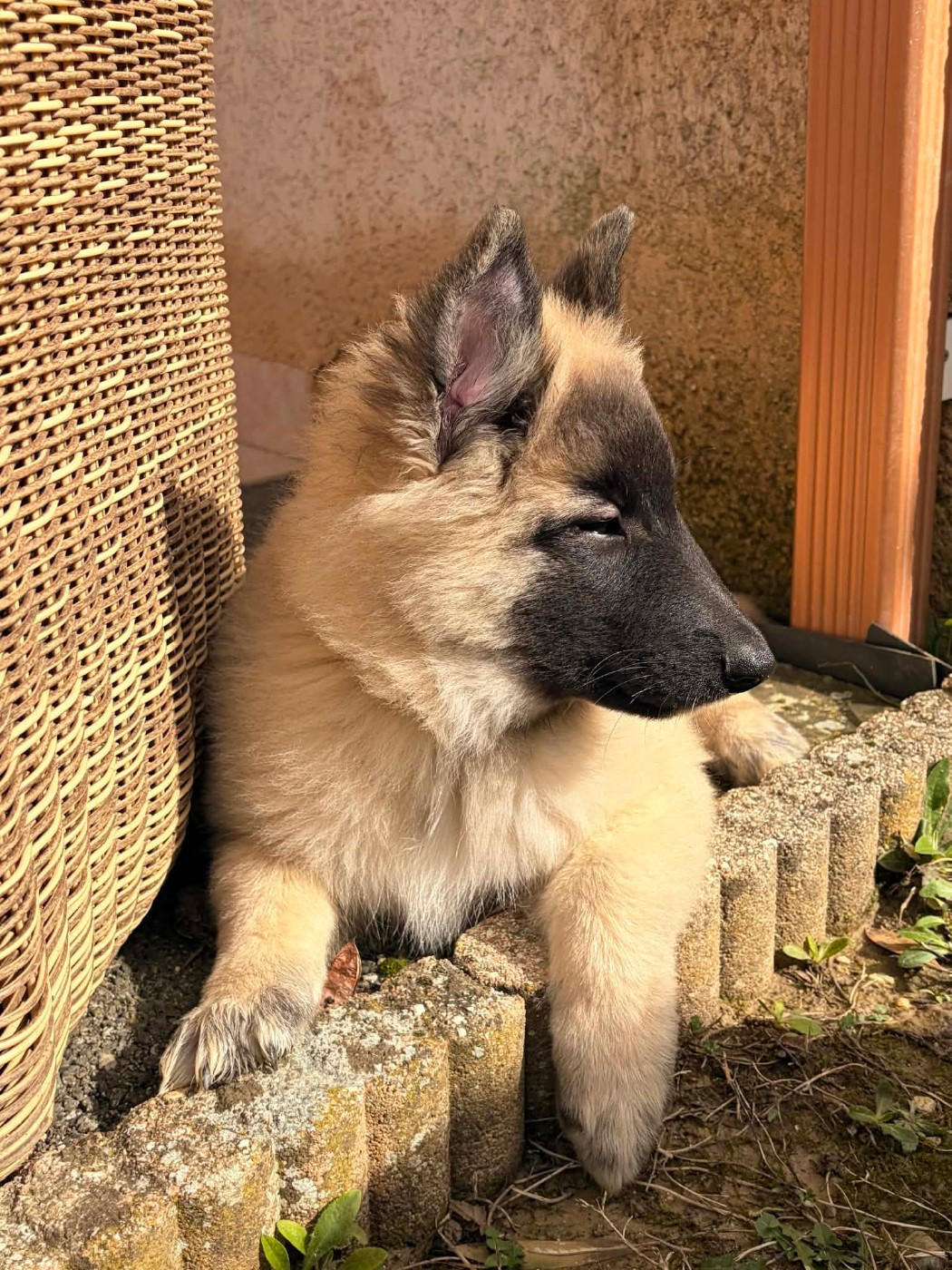 des Famonadyns - Chiots disponibles - Berger Belge