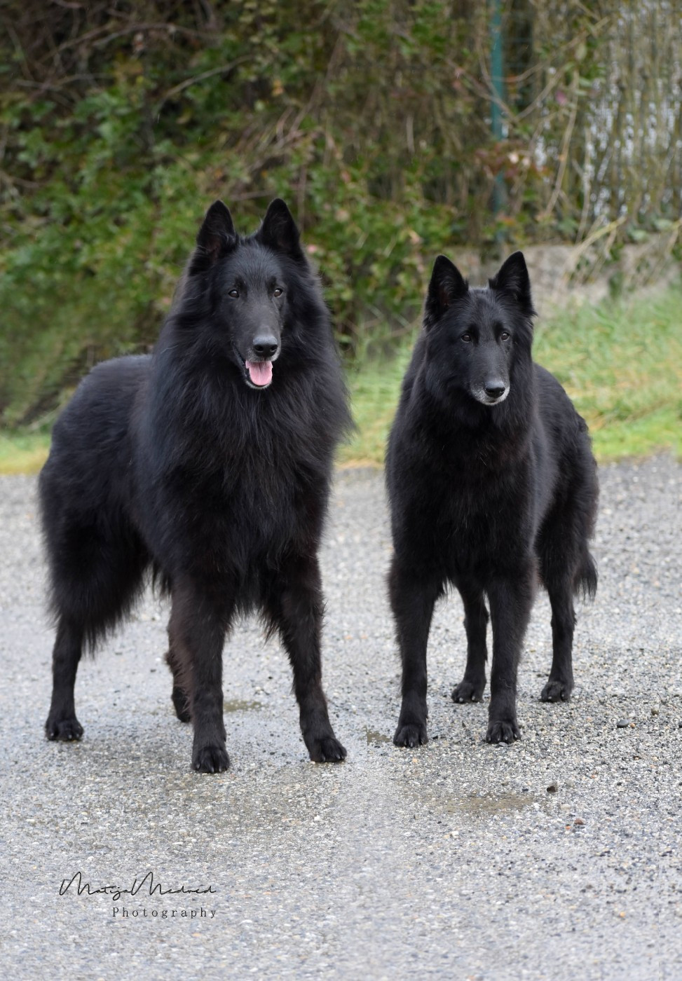 Chiot Berger Belge des Famonadyns