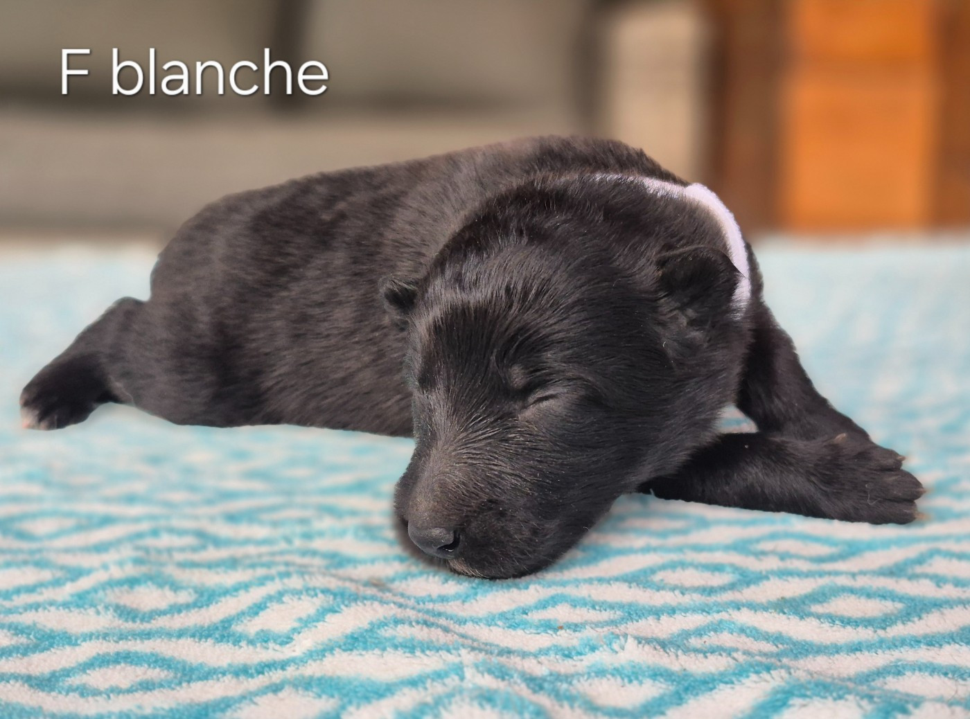 des Famonadyns - Chiots disponibles - Berger Belge