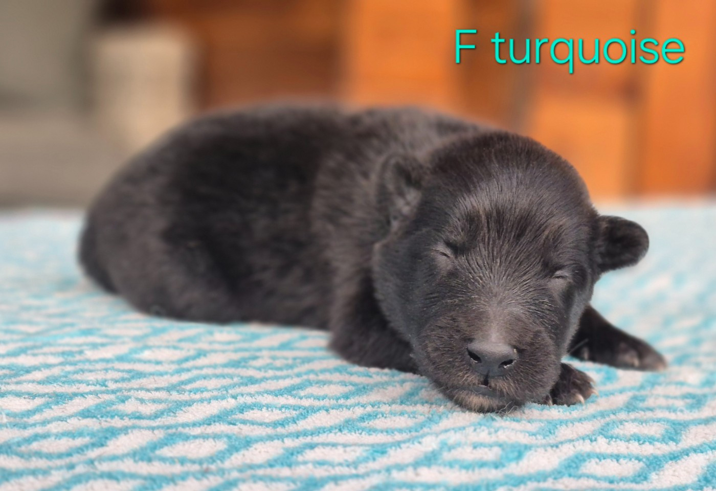 des Famonadyns - Chiots disponibles - Berger Belge