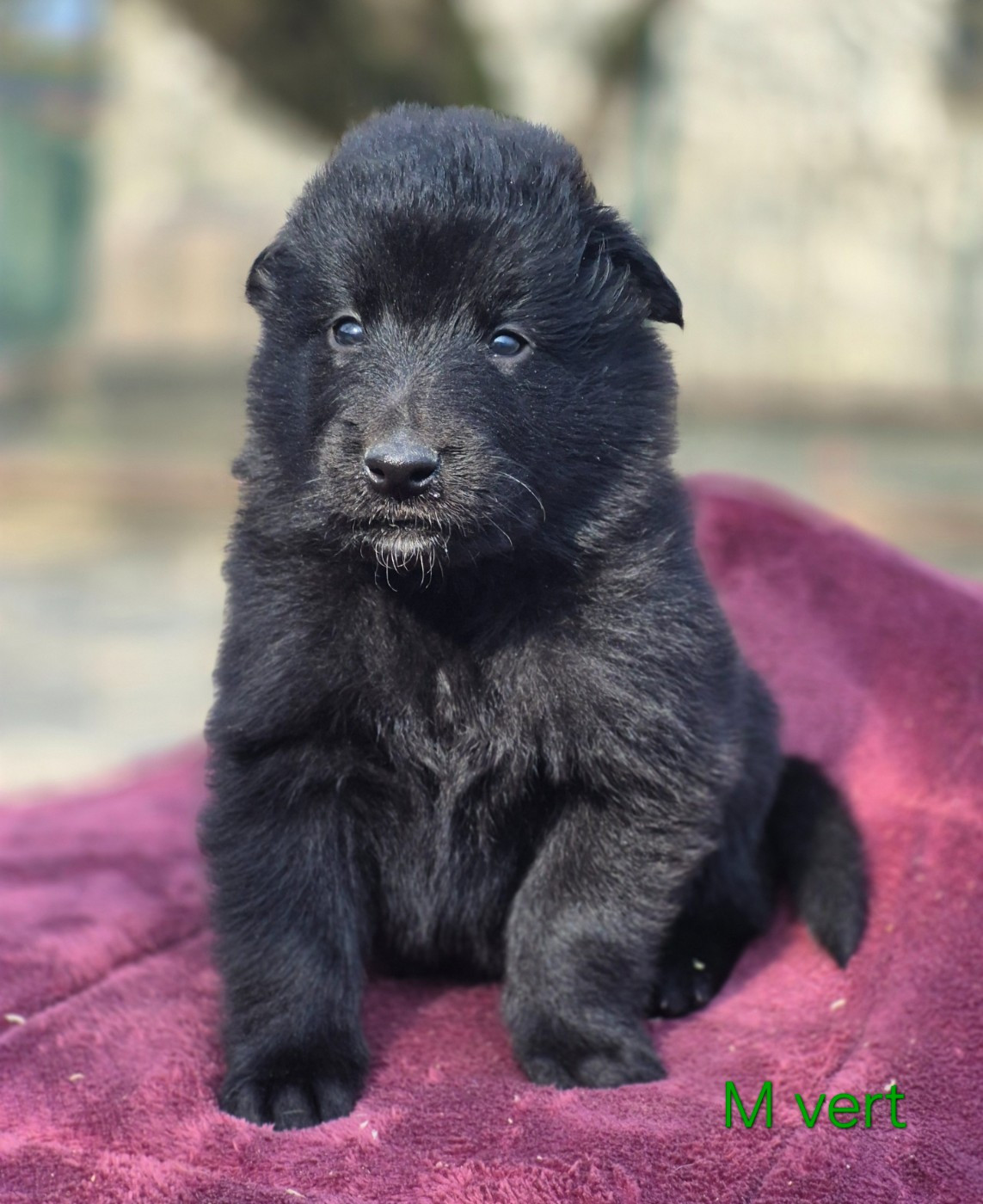 des Famonadyns - Chiots disponibles - Berger Belge