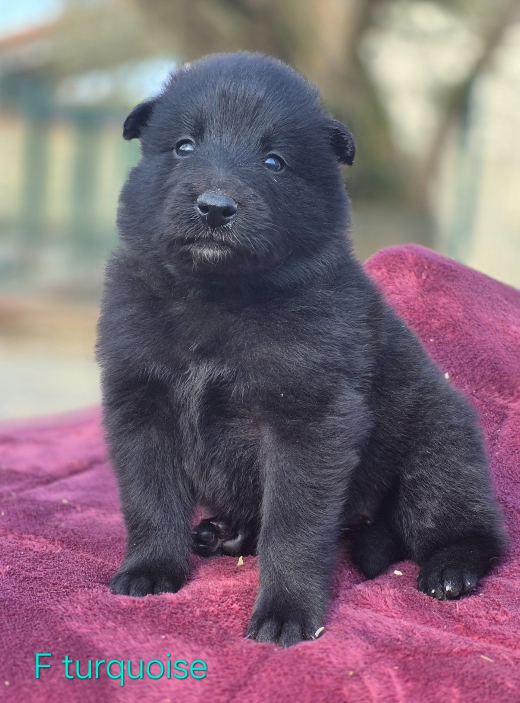 des Famonadyns - Chiots disponibles - Berger Belge