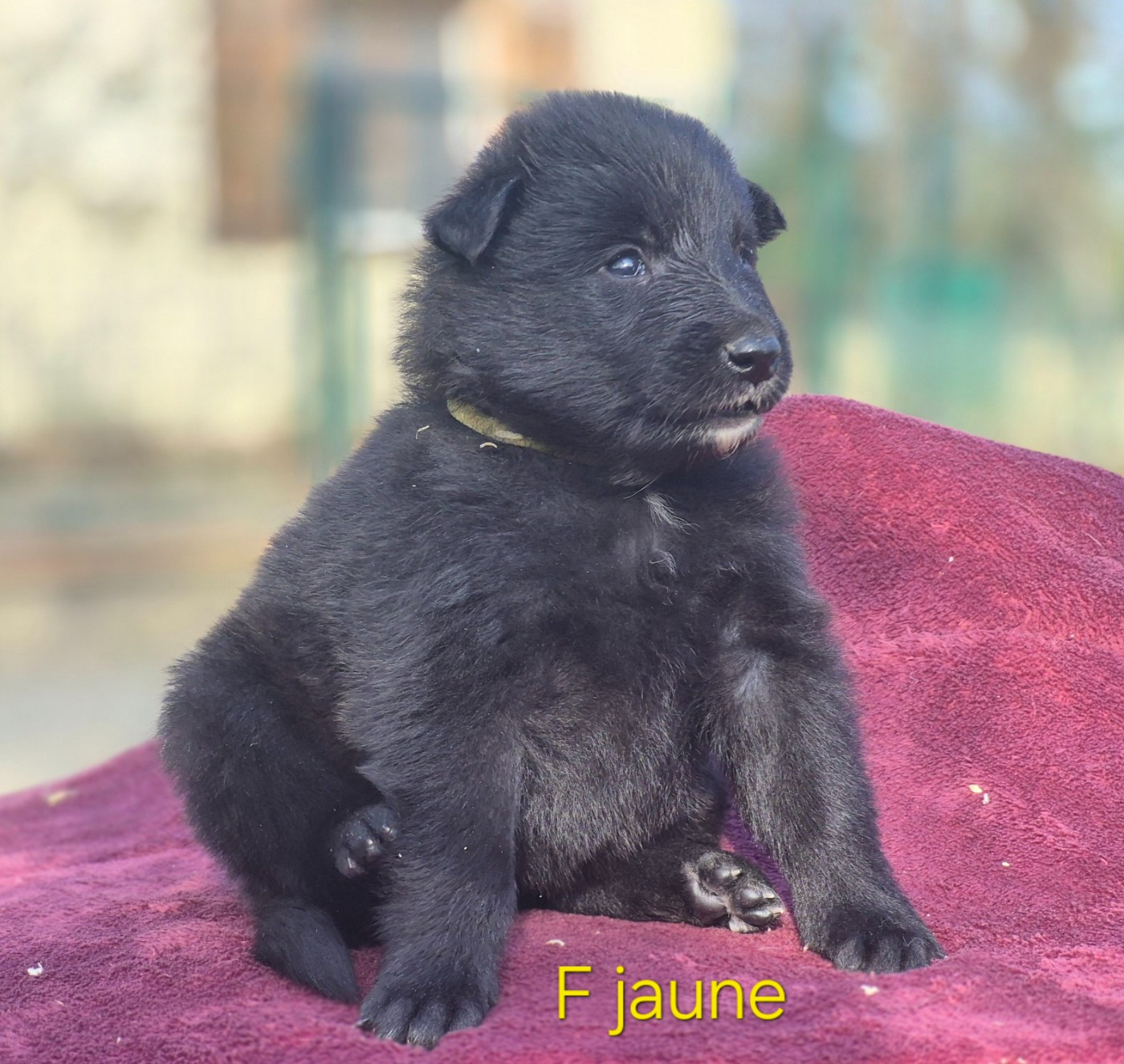 des Famonadyns - Chiots disponibles - Berger Belge
