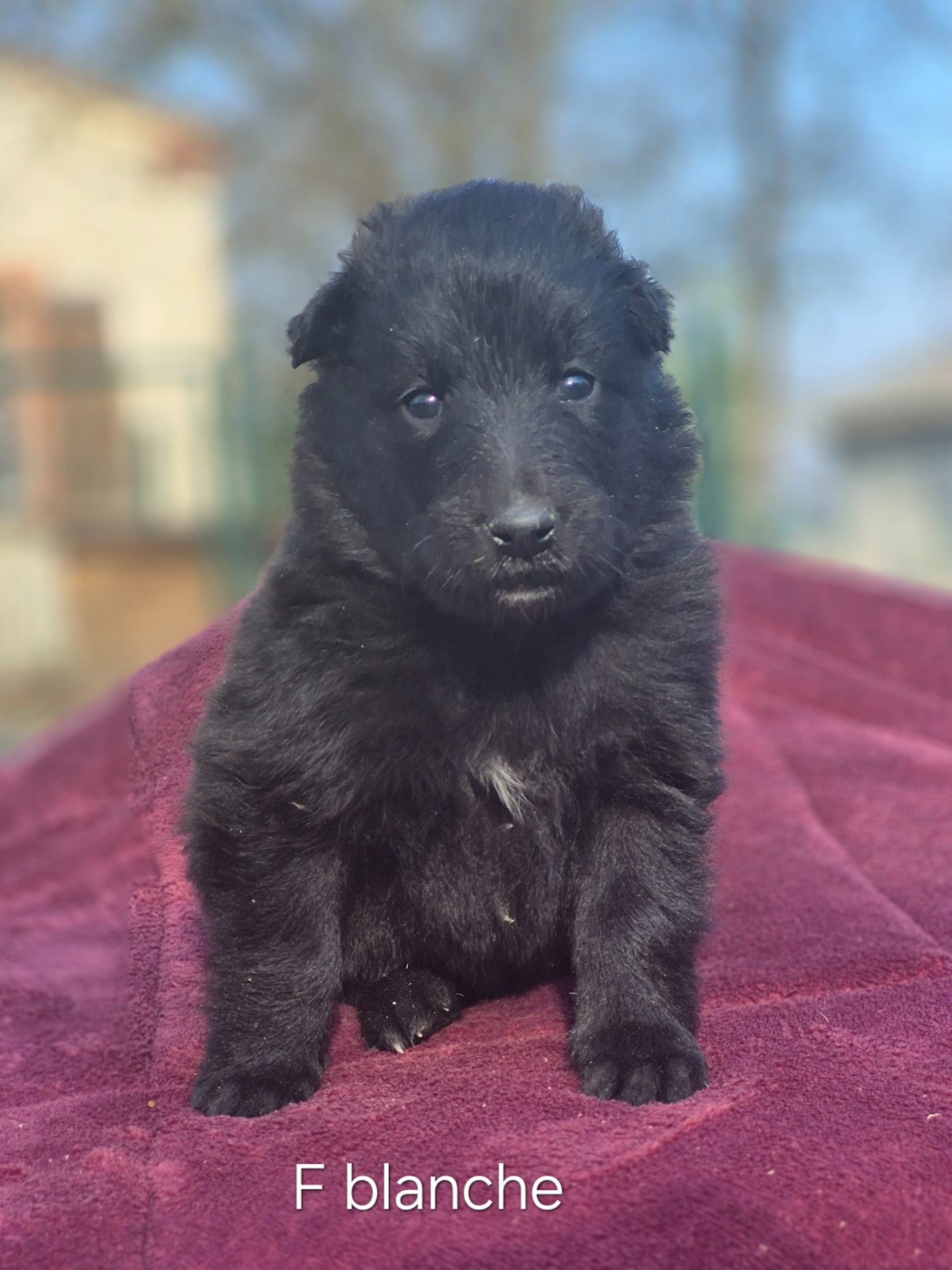 des Famonadyns - Chiots disponibles - Berger Belge