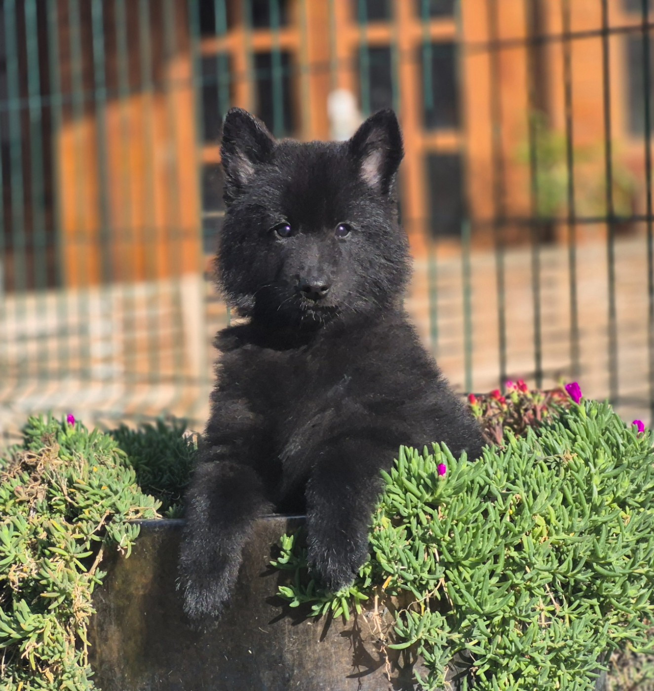 des Famonadyns - Chiots disponibles - Berger Belge