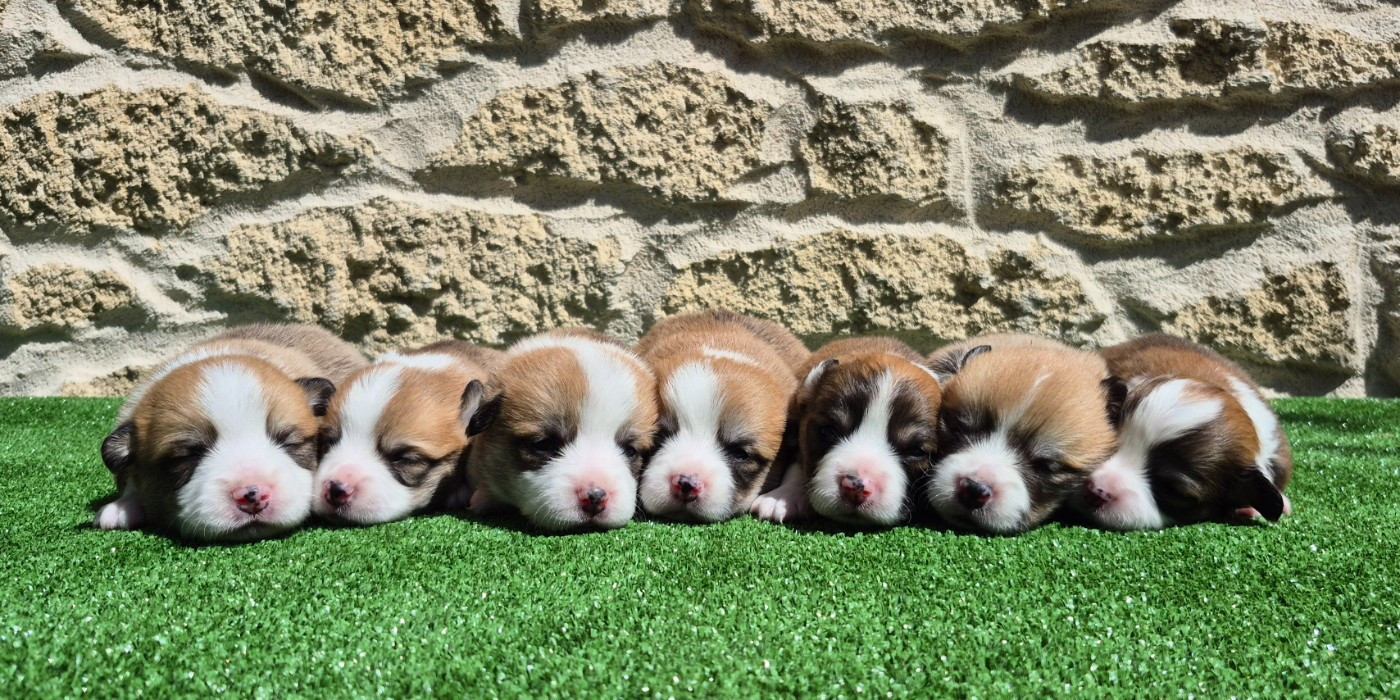 Chiot Welsh Corgi Pembroke des Famonadyns