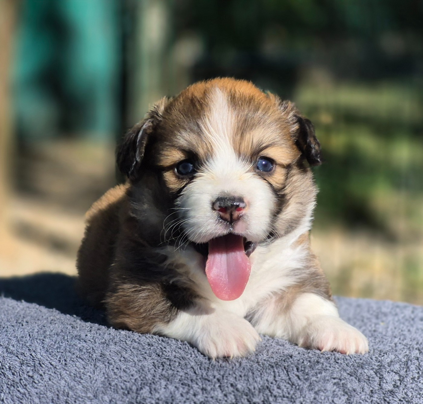 des Famonadyns - Chiots disponibles - Welsh Corgi Pembroke