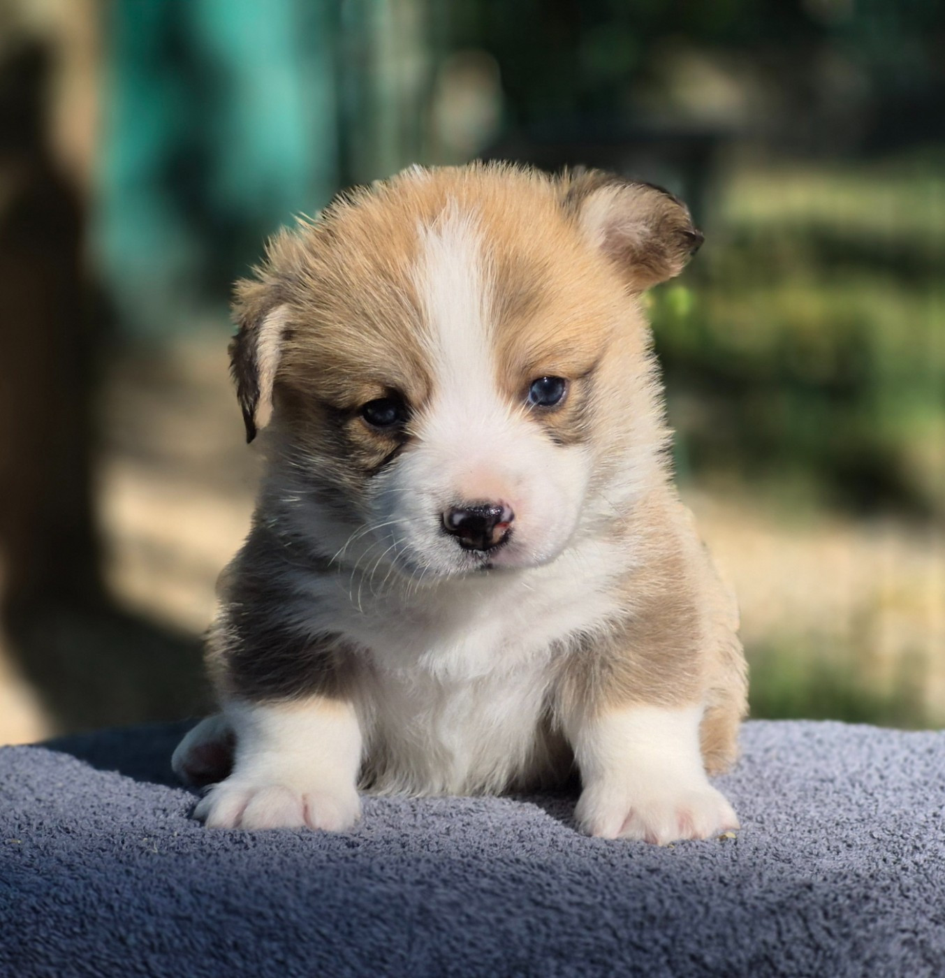 des Famonadyns - Chiots disponibles - Welsh Corgi Pembroke
