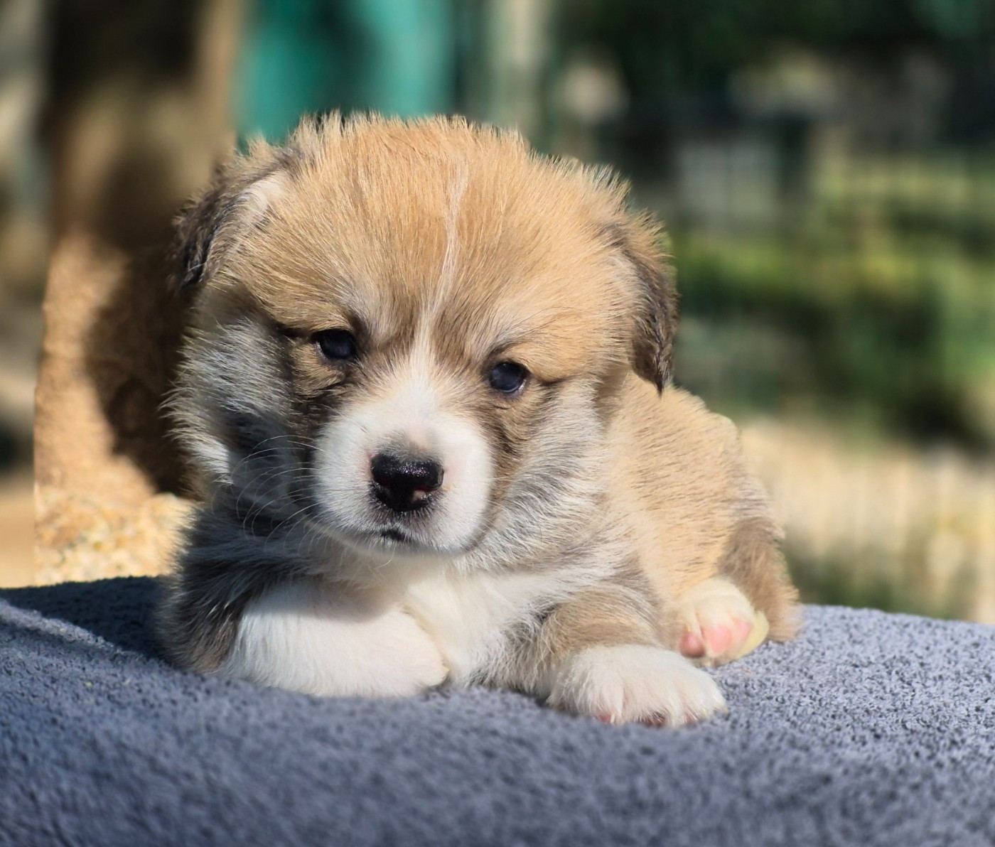 des Famonadyns - Chiots disponibles - Welsh Corgi Pembroke