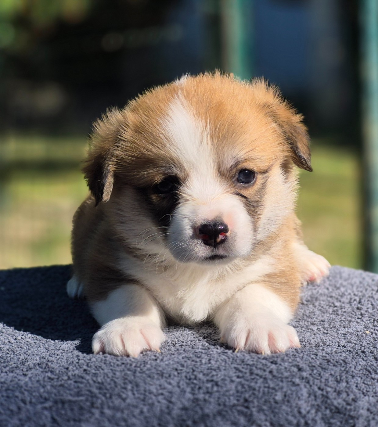 des Famonadyns - Chiots disponibles - Welsh Corgi Pembroke