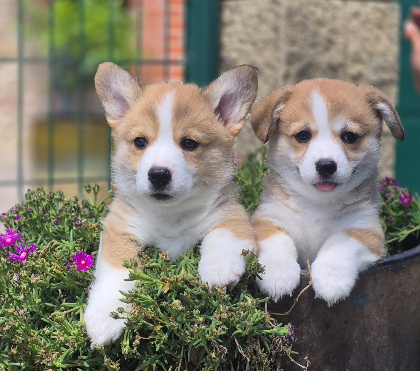 des Famonadyns - Welsh Corgi Pembroke - Portée née le 24/04/2026