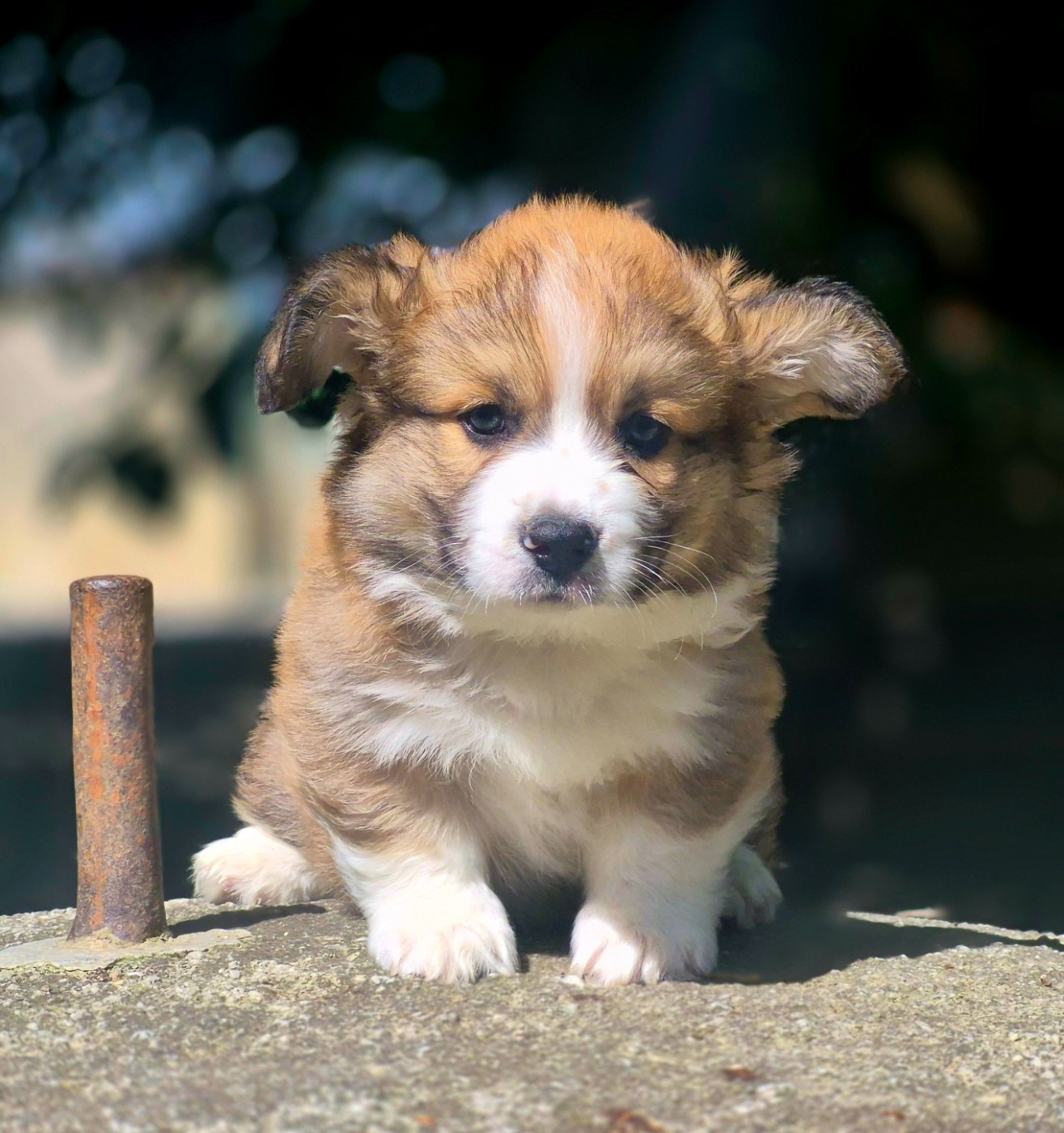 des Famonadyns - Chiots disponibles - Welsh Corgi Pembroke