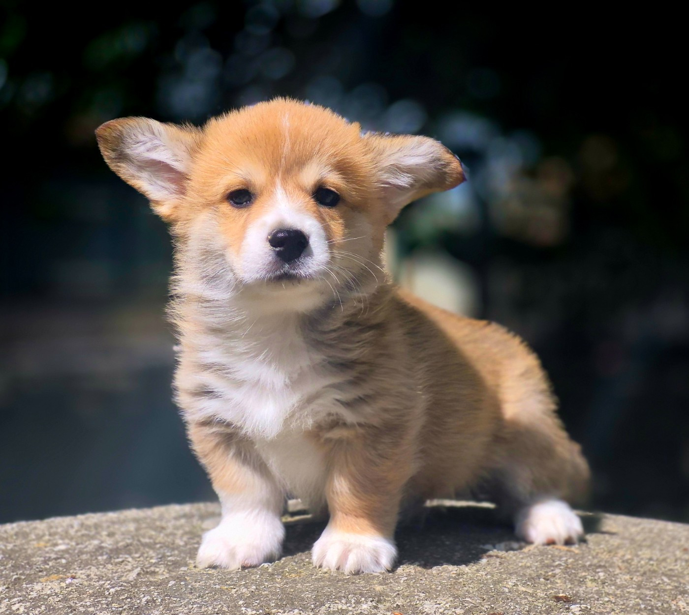 des Famonadyns - Chiots disponibles - Welsh Corgi Pembroke