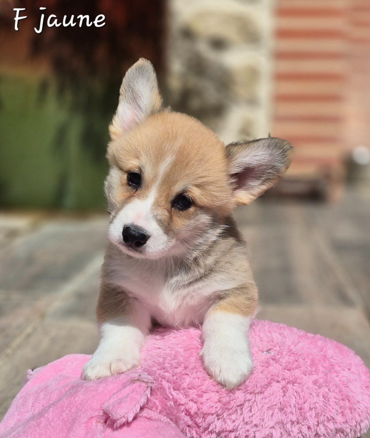 des Famonadyns - Chiots disponibles - Welsh Corgi Pembroke