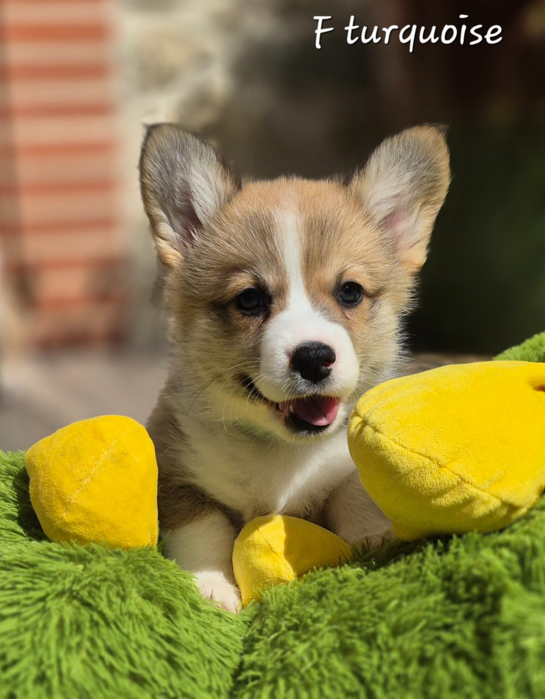 des Famonadyns - Chiots disponibles - Welsh Corgi Pembroke