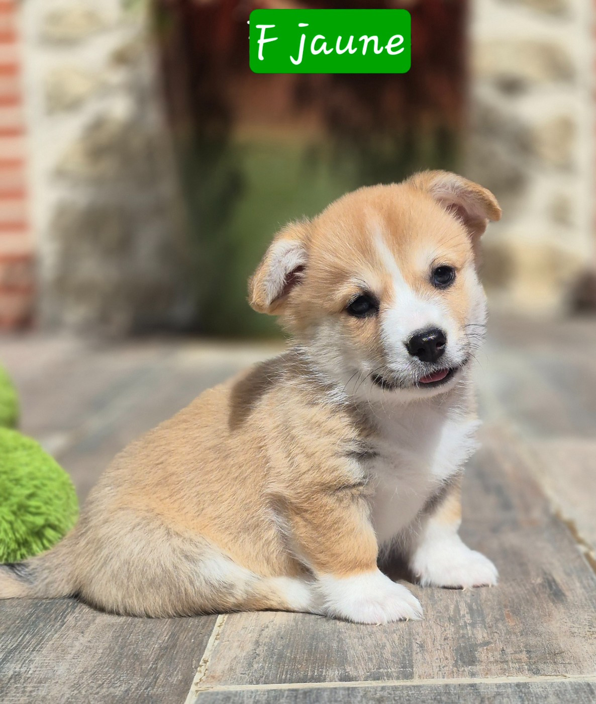 des Famonadyns - Chiots disponibles - Welsh Corgi Pembroke