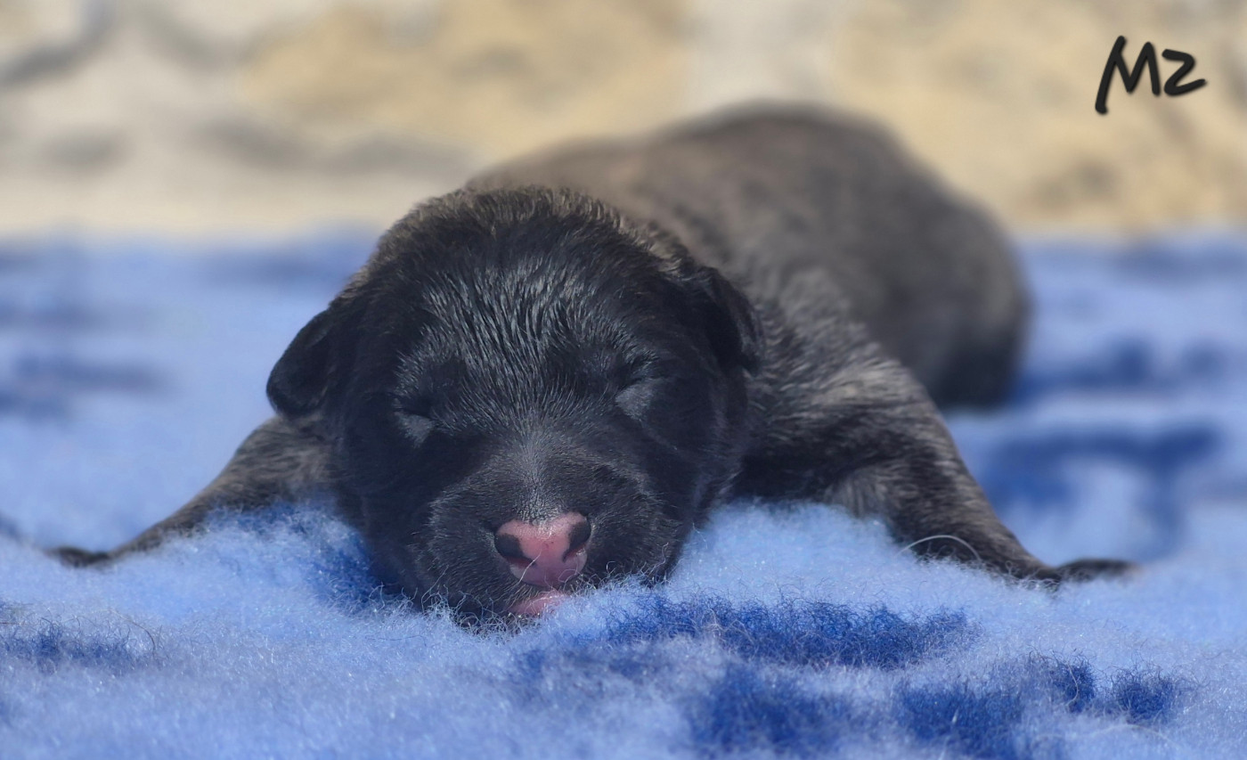 des Famonadyns - Chiots disponibles - Berger Belge