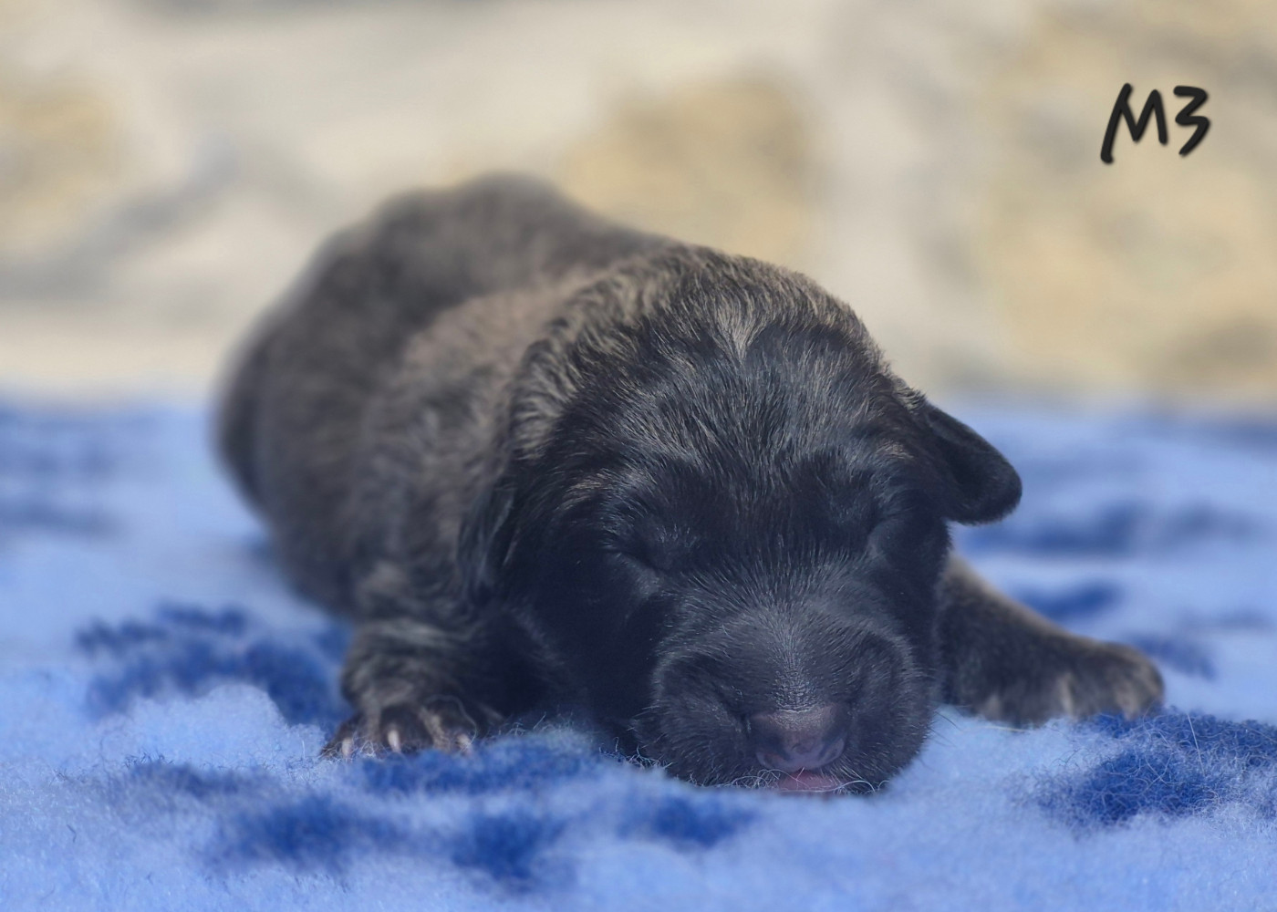 des Famonadyns - Chiots disponibles - Berger Belge