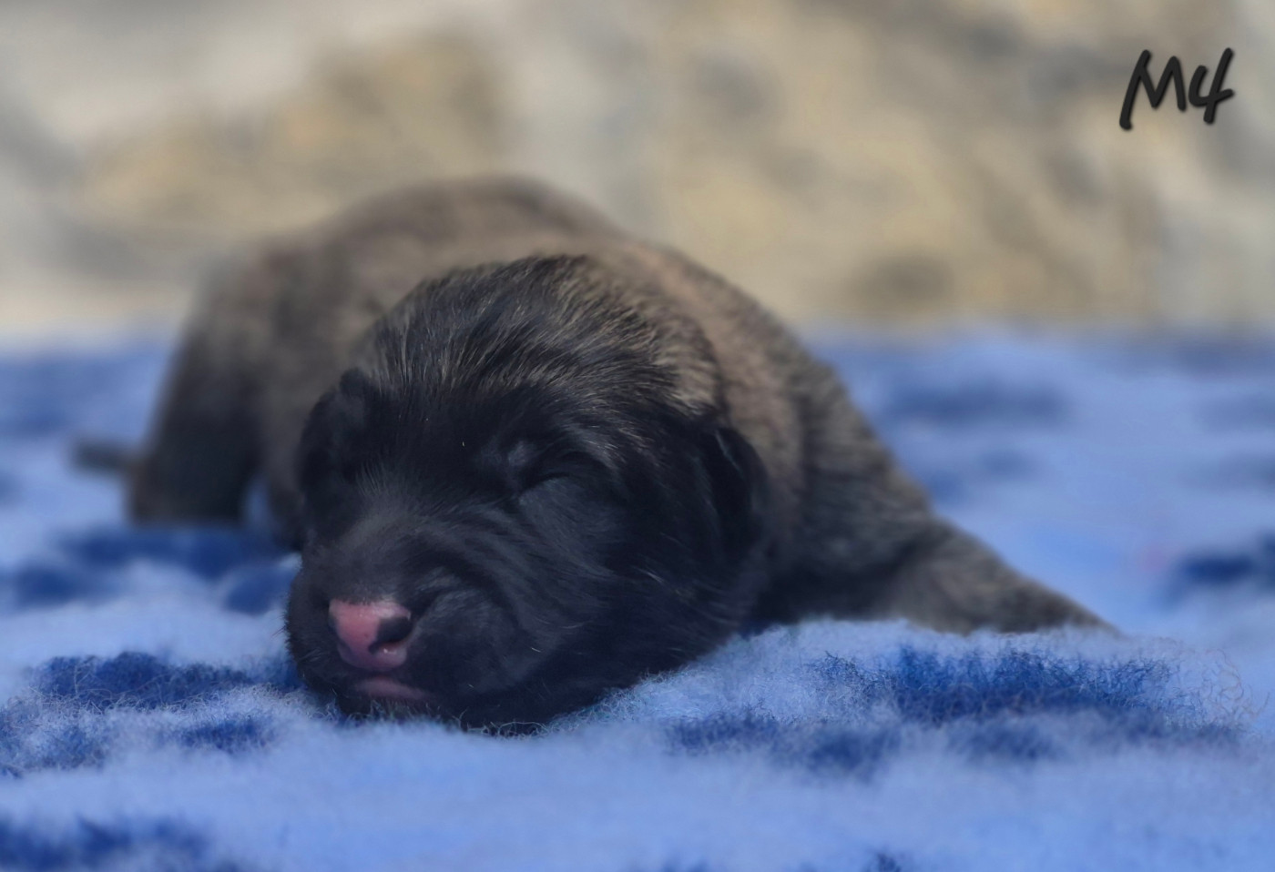 des Famonadyns - Chiots disponibles - Berger Belge