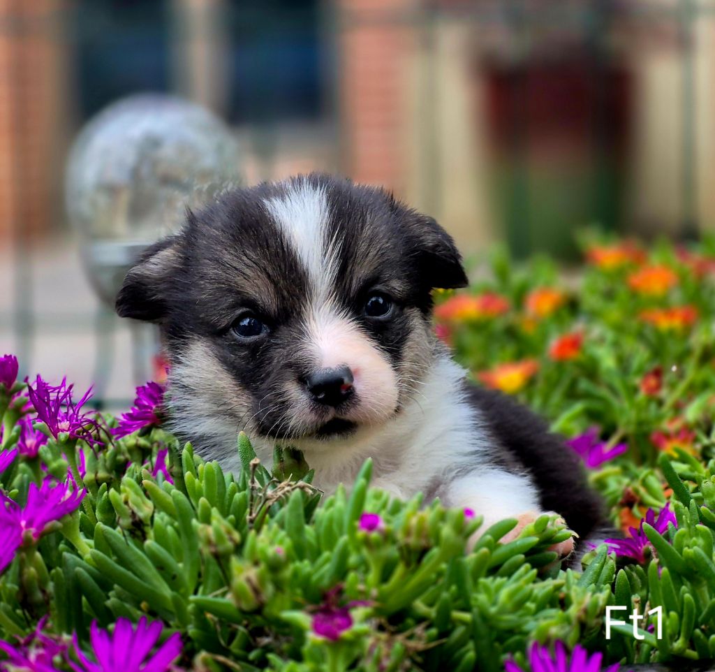 des Famonadyns - Chiots disponibles - Welsh Corgi Pembroke