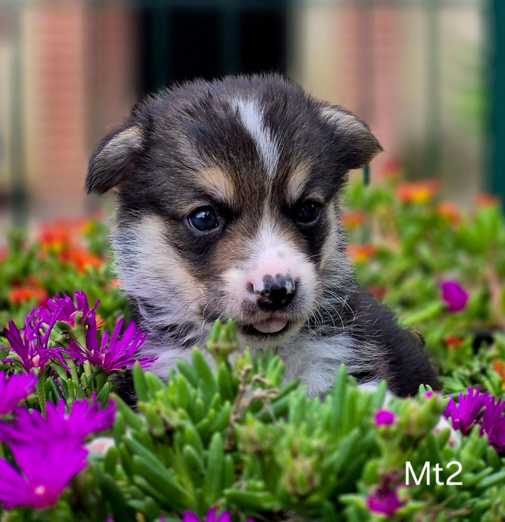 des Famonadyns - Chiots disponibles - Welsh Corgi Pembroke