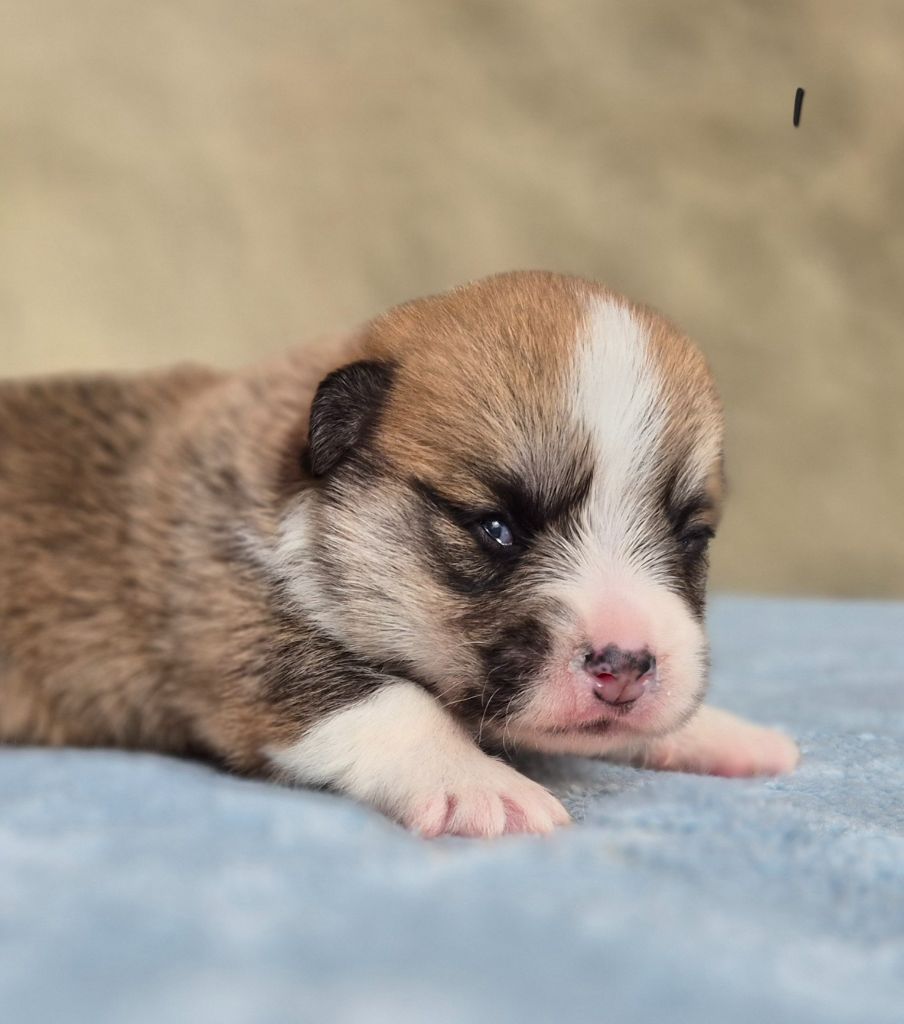 des Famonadyns - Chiots disponibles - Welsh Corgi Pembroke