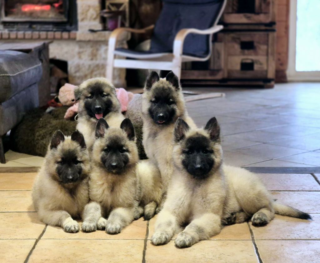 Chiot Berger Belge des Famonadyns