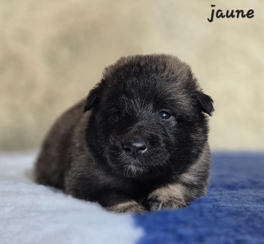 des Famonadyns - Chiots disponibles - Berger Belge