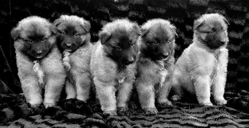 Chiot Berger Belge des Famonadyns