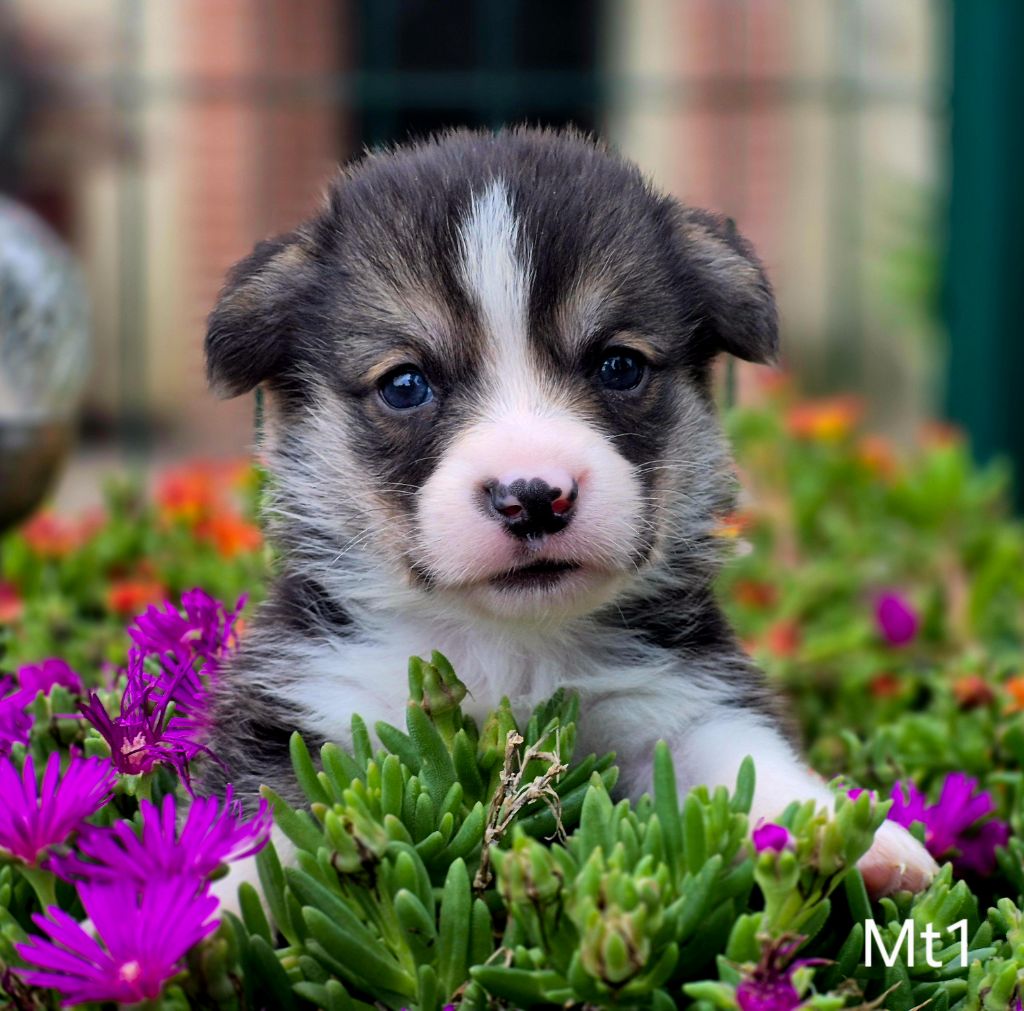 des Famonadyns - Chiots disponibles - Welsh Corgi Pembroke