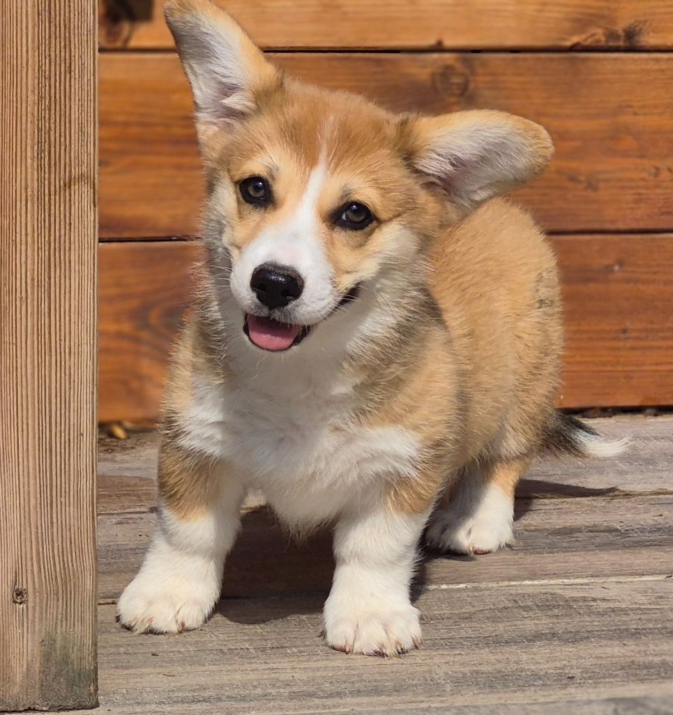 des Famonadyns - Chiots disponibles - Welsh Corgi Pembroke