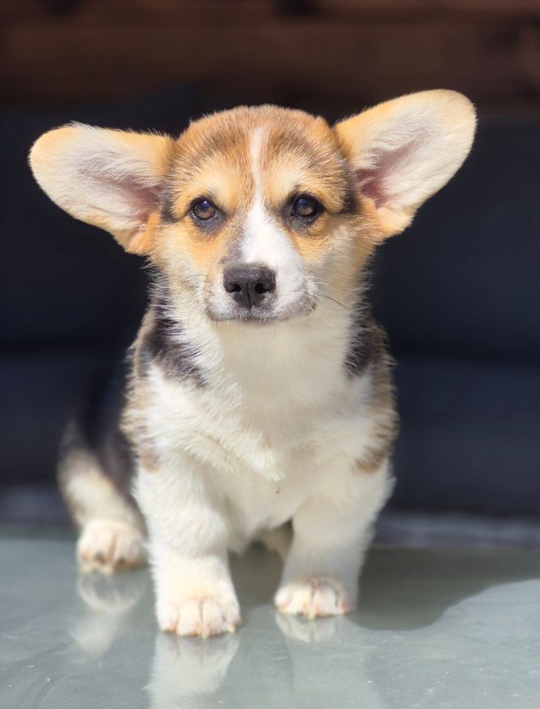 des Famonadyns - Chiots disponibles - Welsh Corgi Pembroke