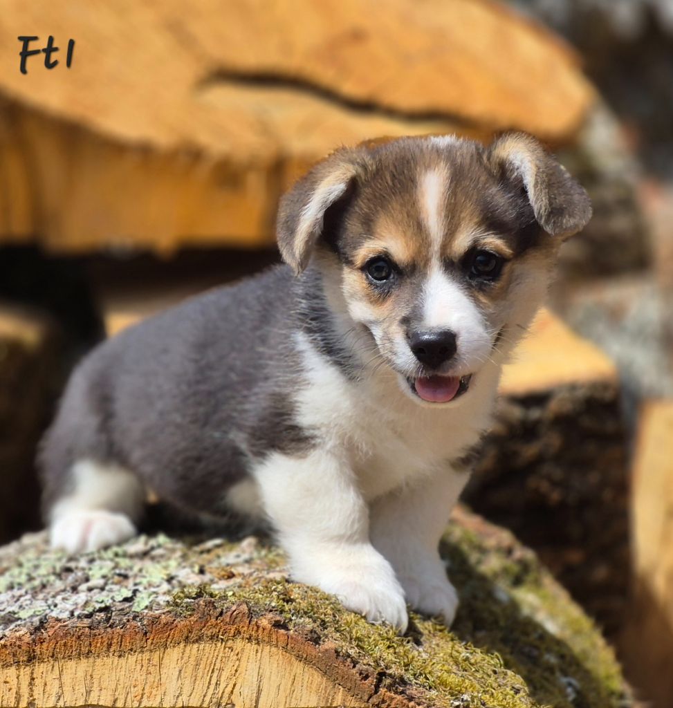des Famonadyns - Chiots disponibles - Welsh Corgi Pembroke